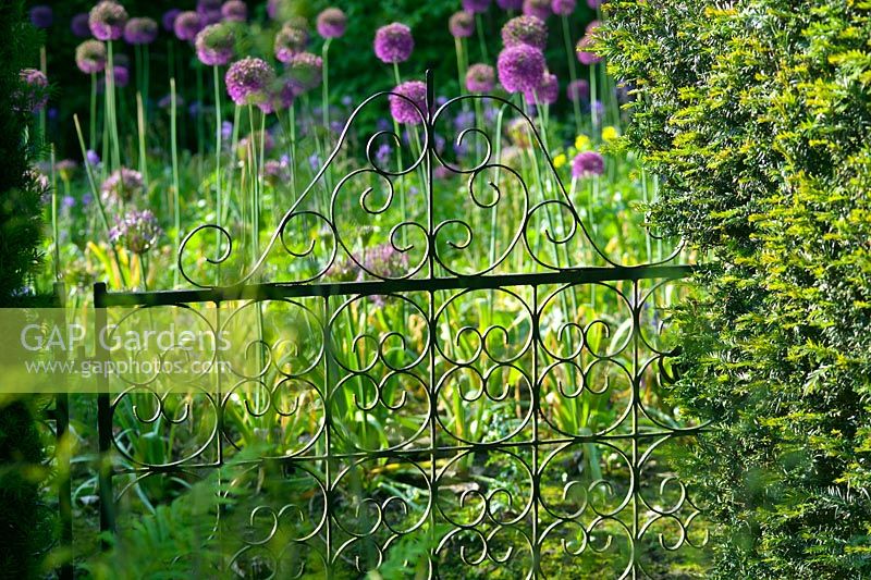 Ornate metal gateway leading into informal area with Allium 'Purple Sensation'