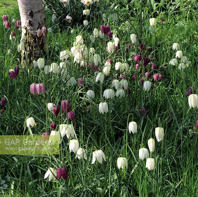 Fritillaria meleagris 'Alba' at Old Rectory Cottage, Tidmarsh Pangbourne