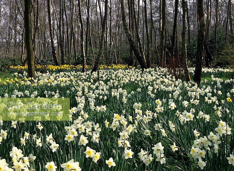 Narcissus - Daffodils naturalised in Spring woodland garden, Little Coopers in Hampshire