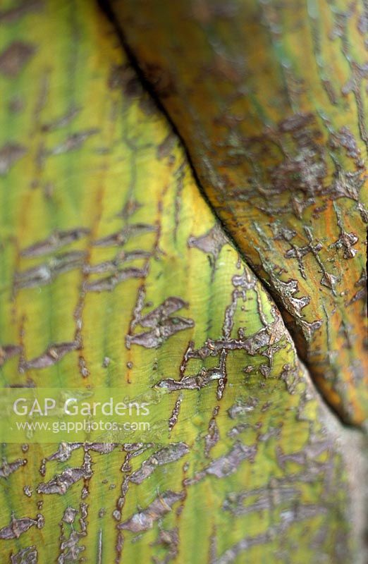 Acer rufinerve - Maple , closeup of bark