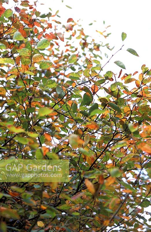 Amelanchier lamarckii - Juneberry  