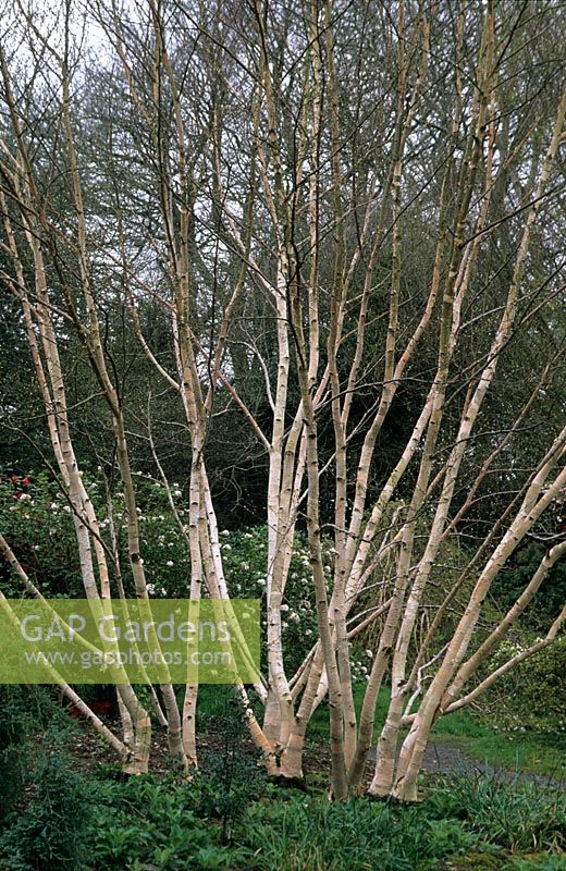 Multi-stemmed clump of Betula utilis var jacquemontii 'Grayswood Ghost' at The Garden House