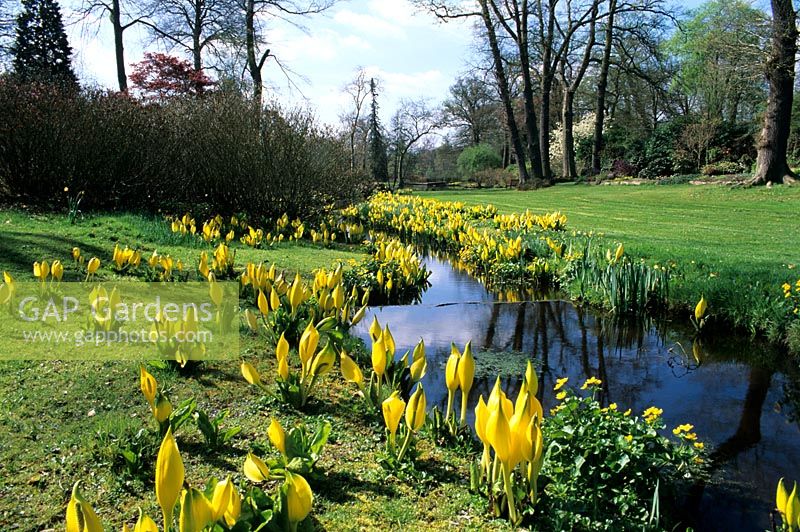 Lysichiton americanus naturalised along stream at Savill Gardens, Windsor, Buckinghamshire.