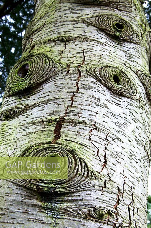 Tree trunk detail