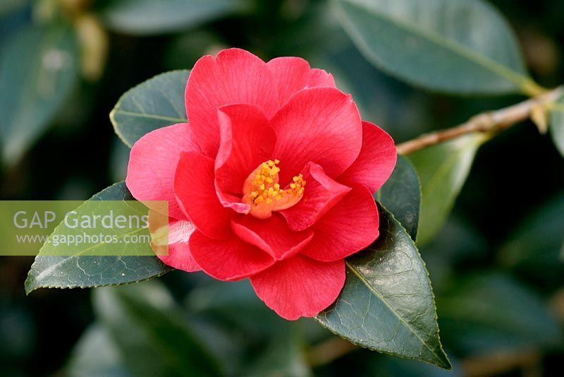 Camellia 'Freedom bell'