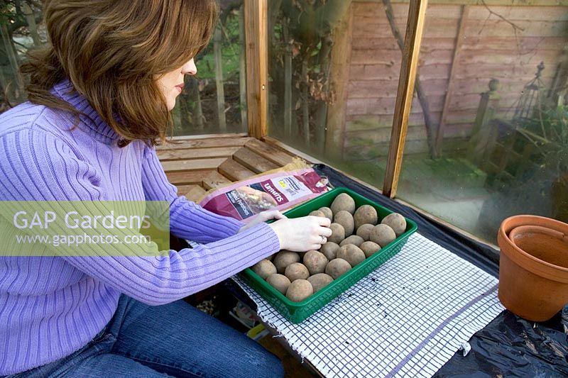 Lady laying out seed potatoes in seed tray in greenhouse, for chitting