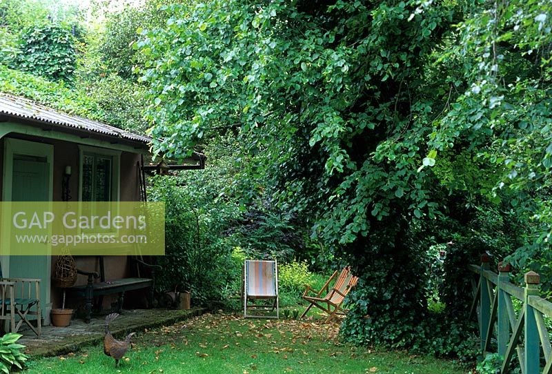 Deckchairs under tree by garden house