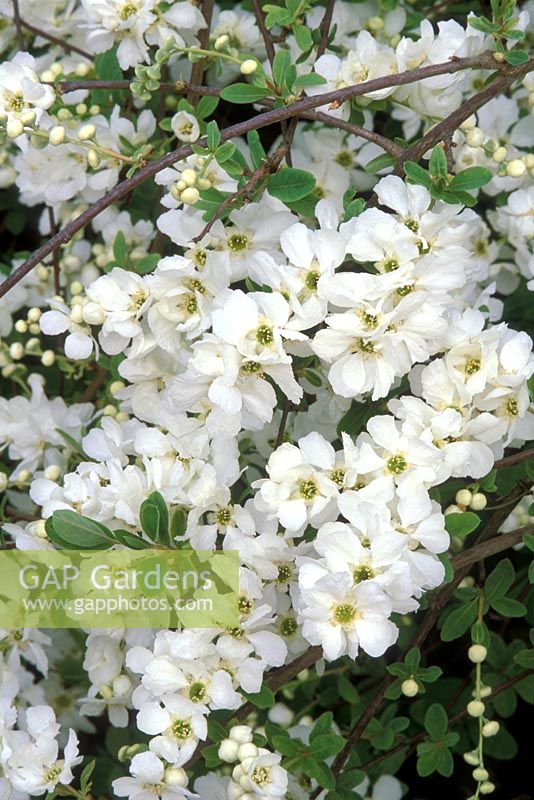 Exochorda macrantha 'The Bride' flowering in April