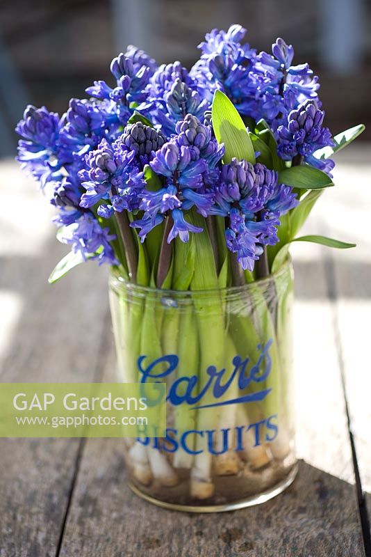 Blue Hyacinthus orientalis 'Blue Jacket' arranged as cut flowers in glass vase  