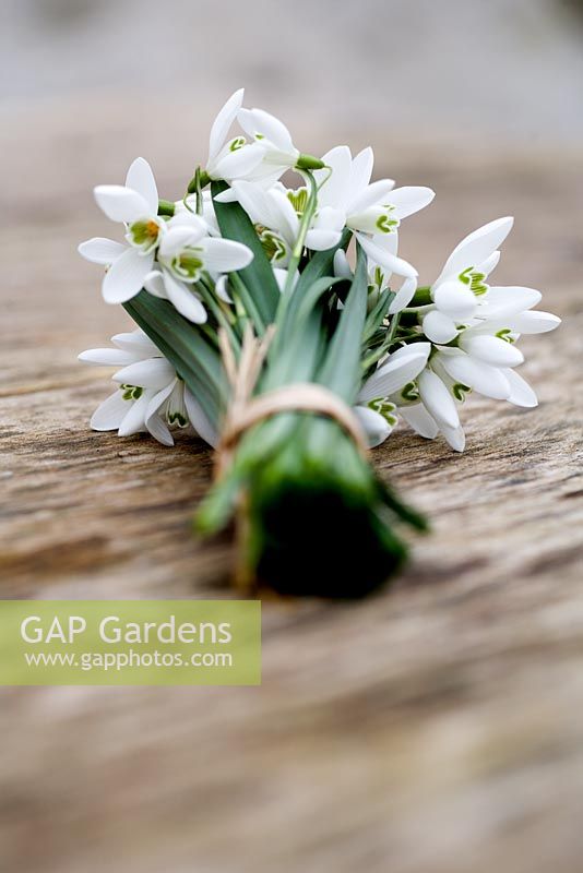 Small bunch of Galanthus nivalis - Snowdrops tied with rafia 