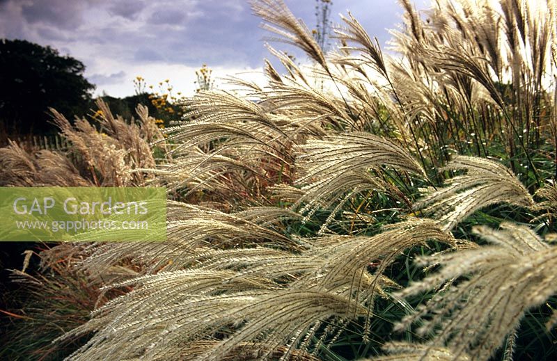 Miscanthus 'Hermann Mussel' at Marchants, Sussex