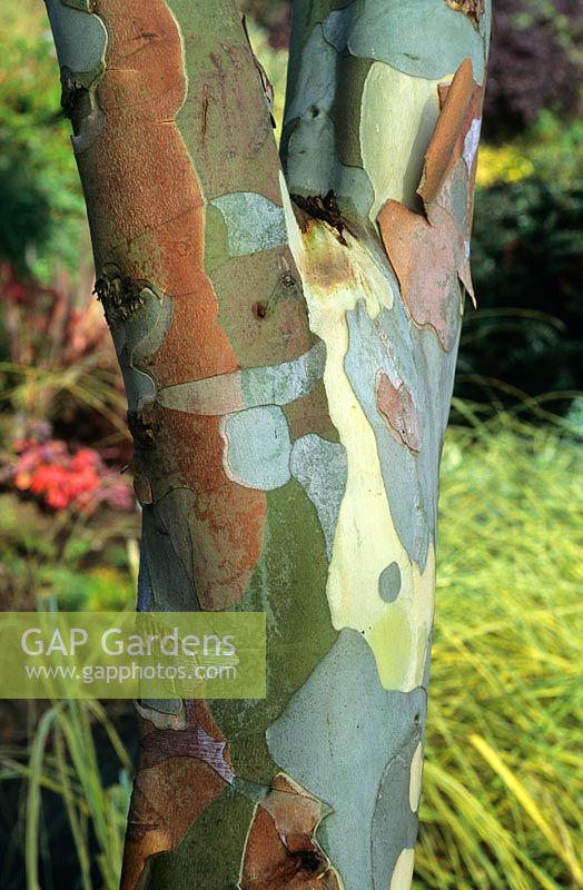 Eucalyptus pauciflora - Cabbage gum 