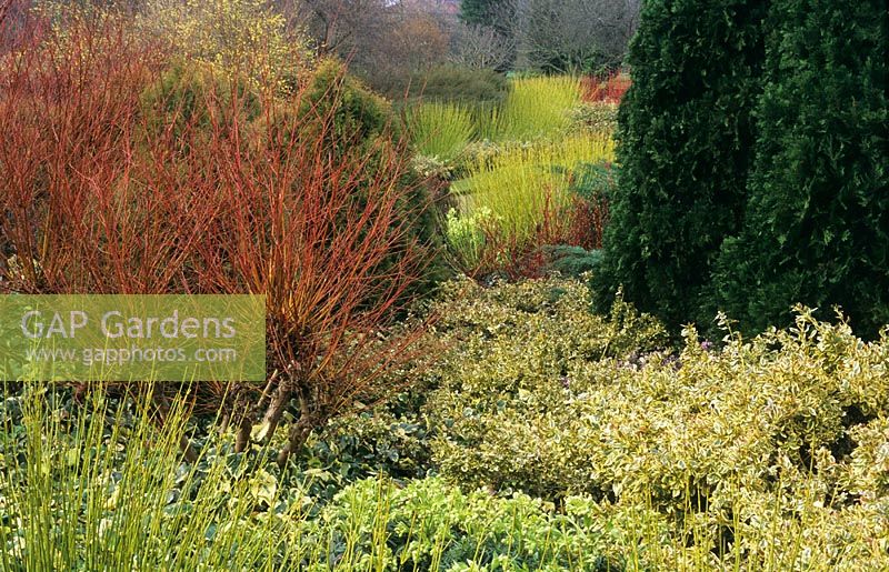 Winter border with Salix alba 'Chermesina', Cornus stolonifera 'Flavierama' and Euonymus fortunei 'Silver Queen' at Cambridge Botanic Garden