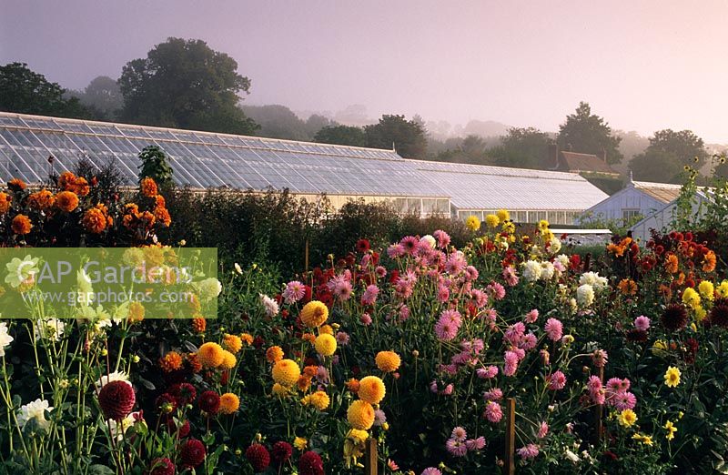Cut flower garden in September with Dahlias at West Dean, Sussex