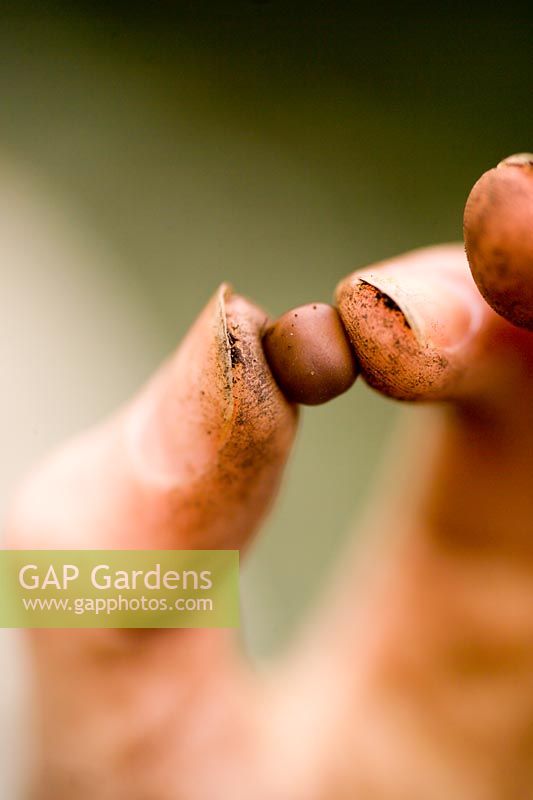 Fingers holding Lathyrus - Sweet pea seed 