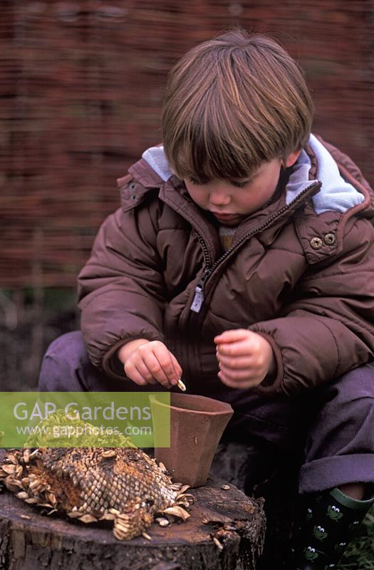 Little boy sitting down removing the seeds from a dried sunflower head in the autumn, keeping some for planting next year and keeping the rest for the birds
