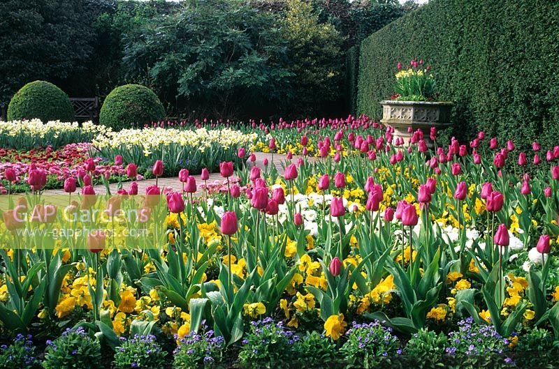 The Walled Garden in Spring with Tulipa 'First Lady', Primula 'Turb Gold', Forget Me Nots - Myosotis 'Blue Ball' at RHS Wisley in Surrey