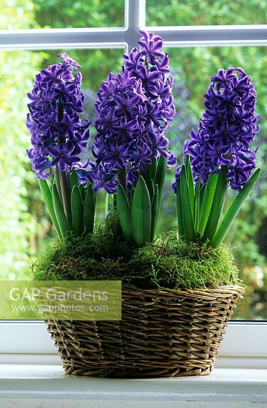 Basket with Hyacinths - Hyacinthus orientalis 'Delft Blue' indoors on windowsill