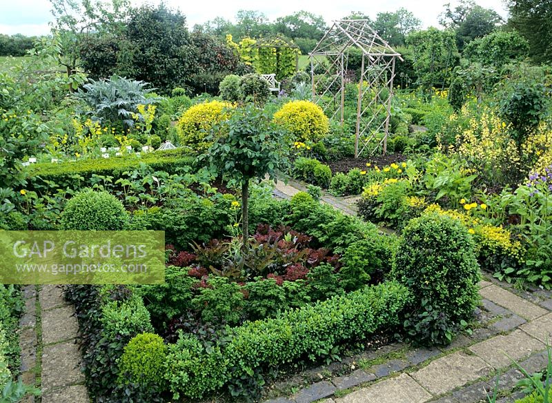 Kitchen garden with Parsley, Lettuce 'Lolla Roed' with Buxus - Box edging at Barnsley House Garden, Gloucestershire