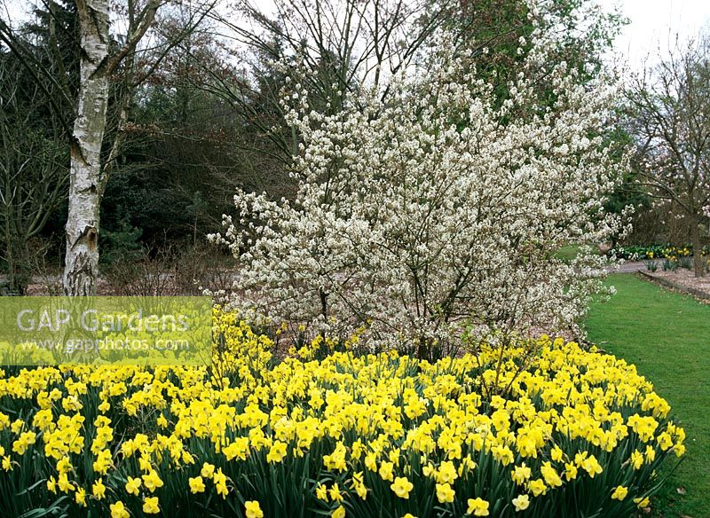 Amelanchier canadensis  underplanted with Narcissus 'St Patricks Day'