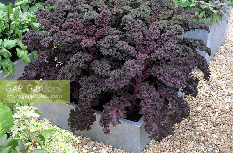 Brassica - Purple Kale 'Redbor' in galvanized container in kitchen garden at Chelsea flower show