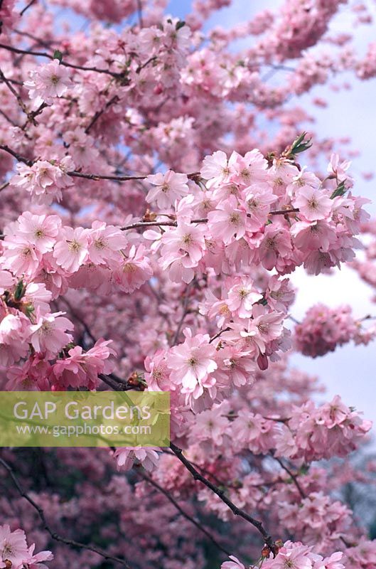 Prunus 'Accolade' - Flowering Cherry 