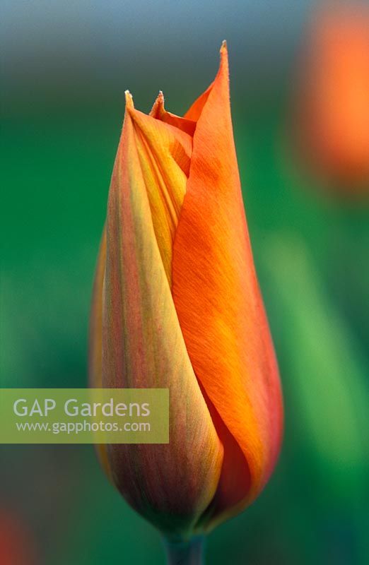 Tulipa 'Temples Favourite' flower bud in April