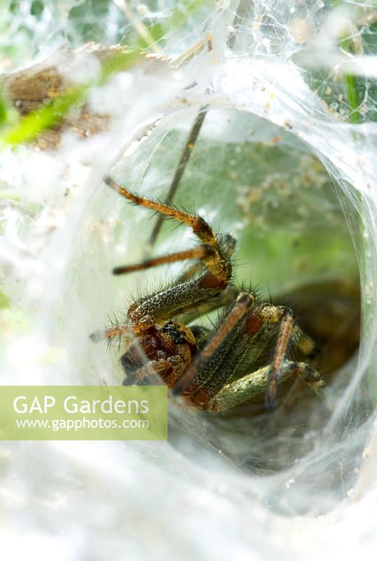 Spider - Agelena labyrinthica in web tunnel