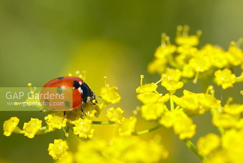 Ladybird on Fennel flowers