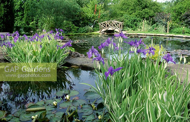 Monet style water garden with wooden footbridge and japanese water iris.