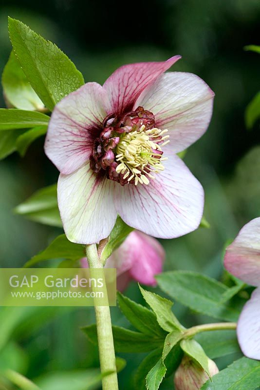 Helleborus - Hellebore anemone centred (RD plants) at the NCCPG collection of Mr Jeremy Wood at Whiteparish in Wiltshire