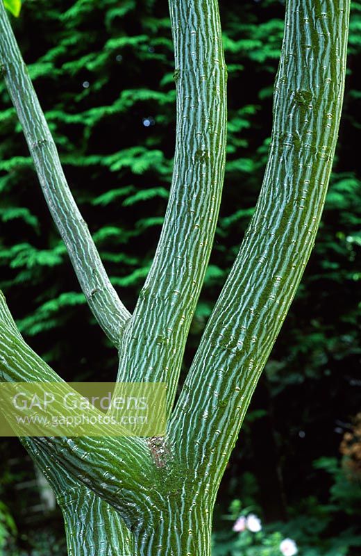 Acer grosseri - Snake bark maple 