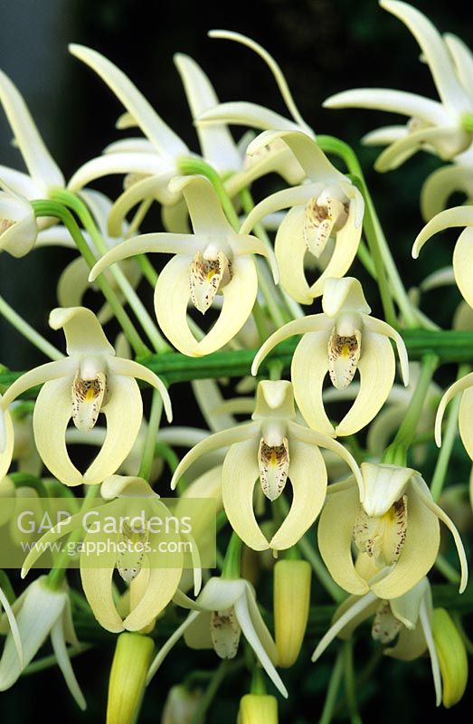 Dendrobium speciosum - Orchid