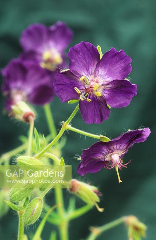 Geranium phaeum 'Lily Lovell'