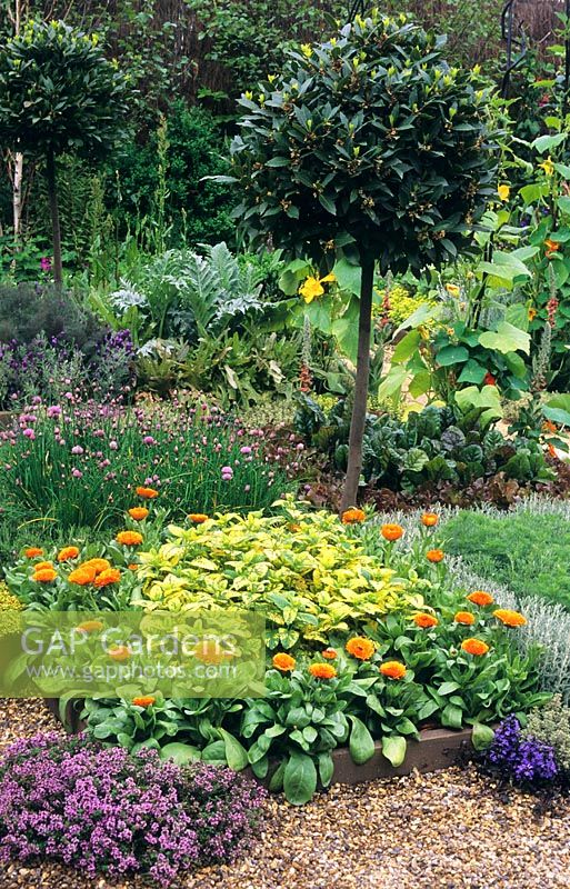 Kitchen garden with herbs and flowers as companion planting under standard clipped bay tree