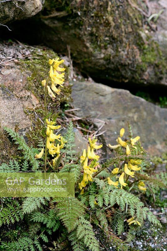 Corydalis cheilanthifolia  