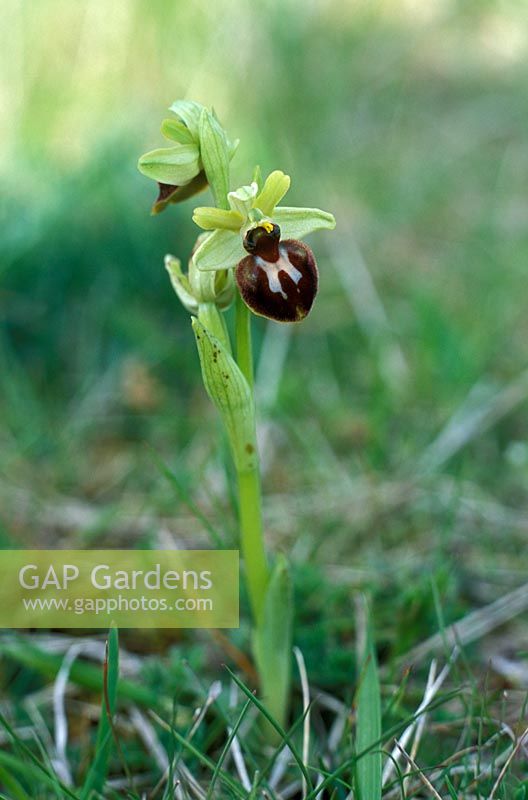 Ophrys sphegodes - Early spider orchid  