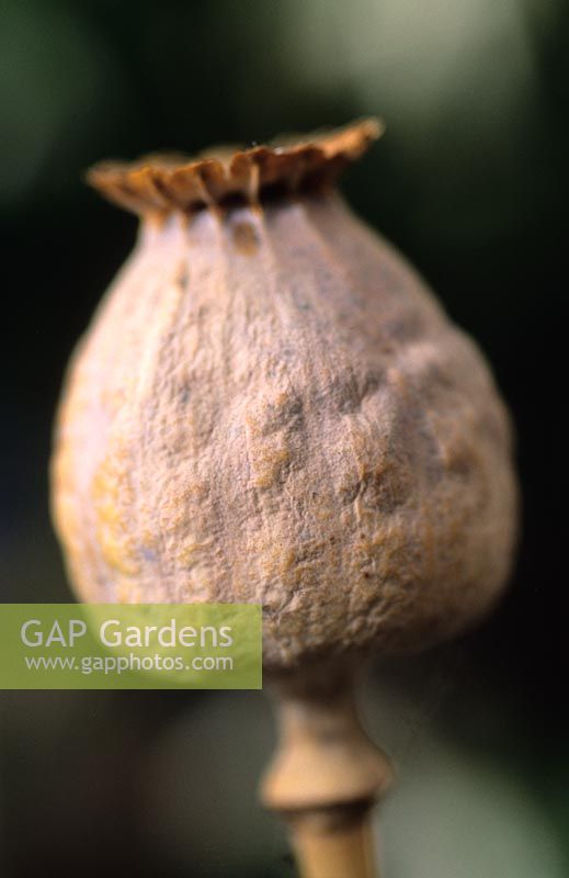 Papaver somniferum - Opium poppy seed head 