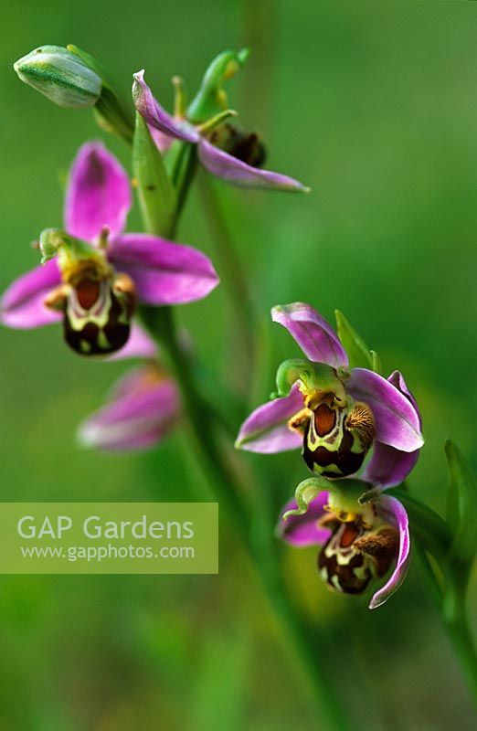 Ophrys apifera - Bee Orchid