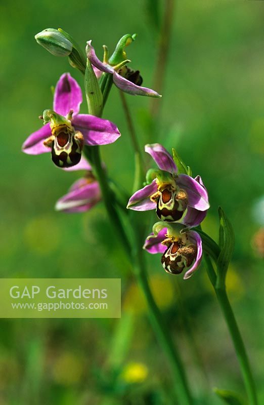 Ophrys apifera - Bee Orchid 