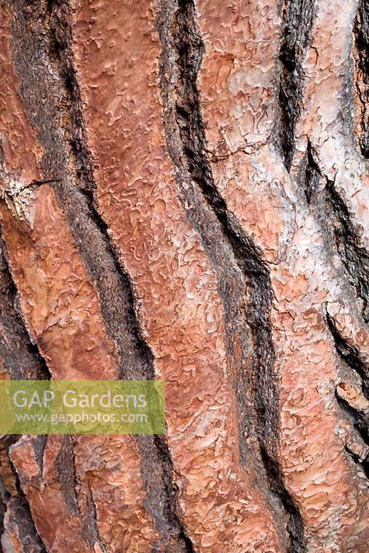 Taxodium distichum - Swamp Cypress Bark 