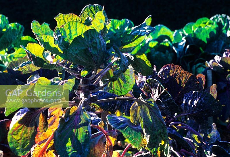 Brassica oleracea - Brussel sprout 'Falstaff' in November