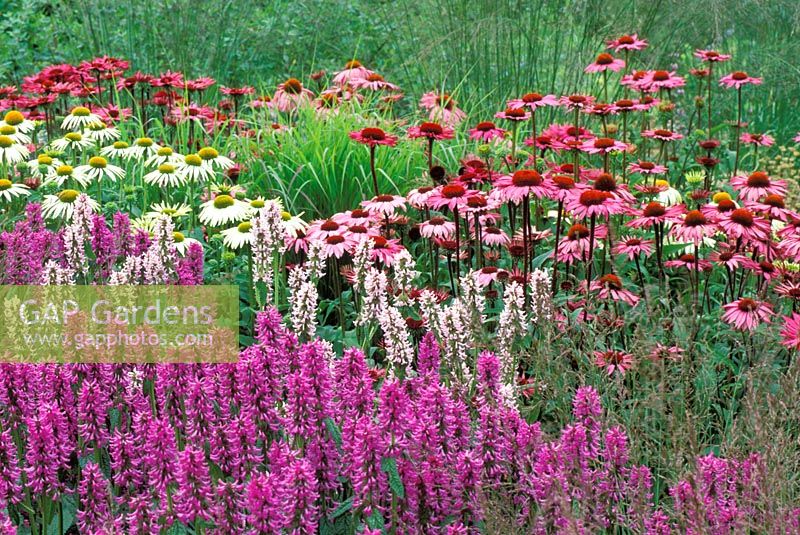 Summer border with Stachys moniere 'Hummelo', Echinacea 'Rubinglow, Echinacea 'Green Edge'and Molinia 'Paul Petersen' RHS Gardens Wisley in Surrey, July