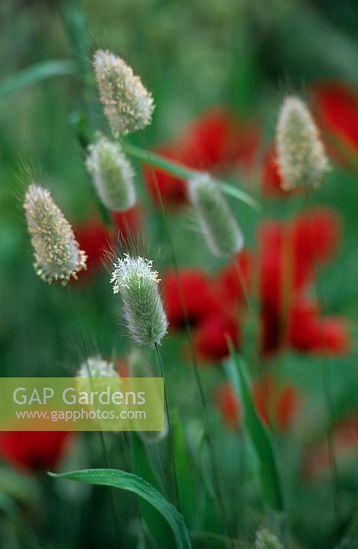 Lagurus ovatus and poppies in wildflower meadow