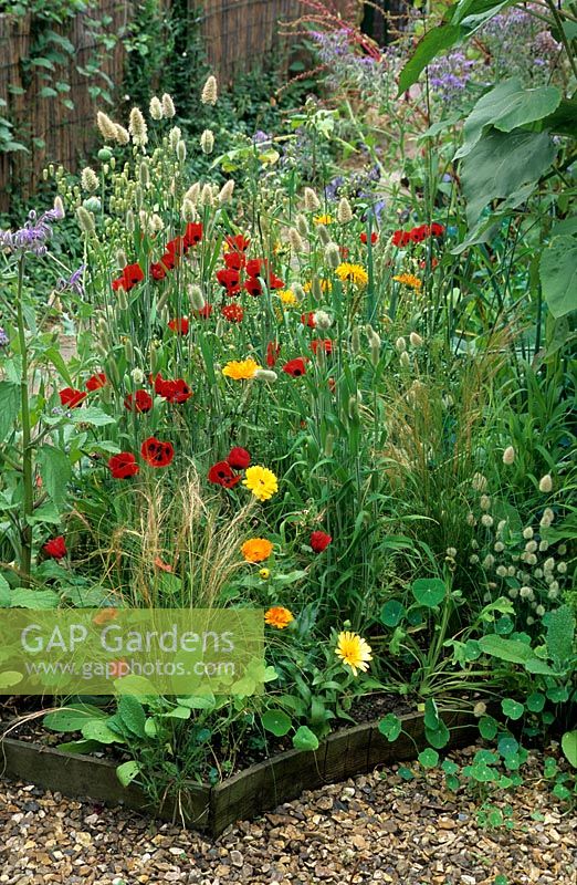 Mini wildflower meadow with poppies, calendula, borage and grasses