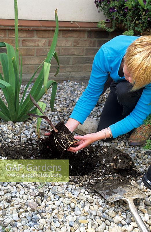 Woman planting a Canna - teasing out the roots