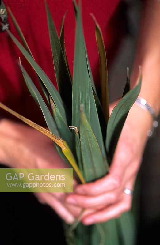 Tying up leaves of cordyline for winter protection