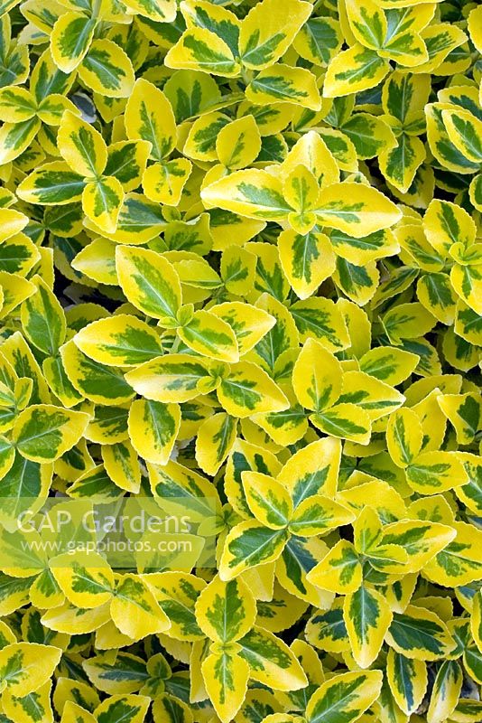 Euonymus fortunei 'Emerald n Gold' 