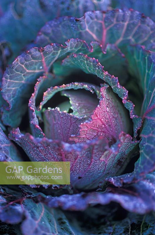 Brassica oleracea 'Capitata Group January King 3' - Savoy Cabbage  
