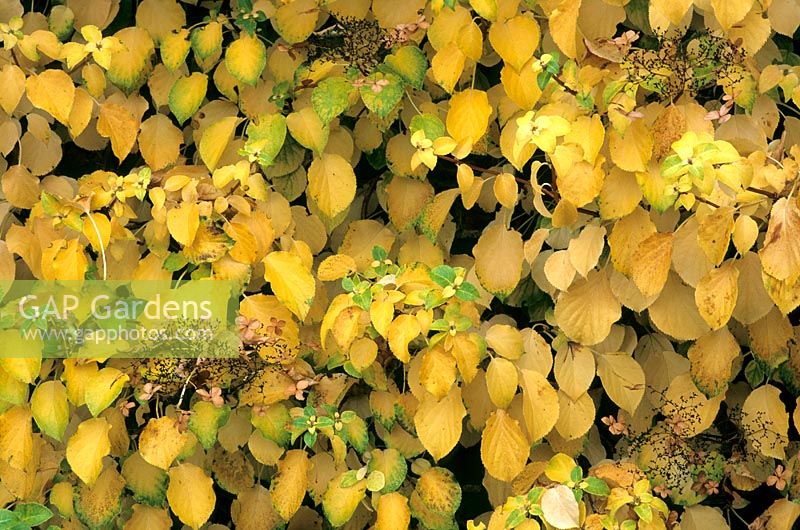 Hydrangea anomala subsp petiolaris with Autumn foliage